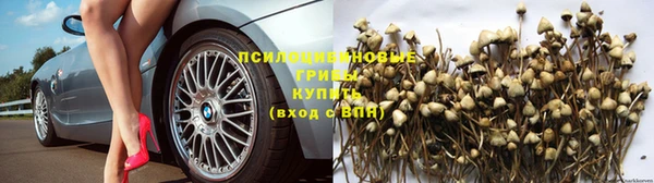 сатива Алексин